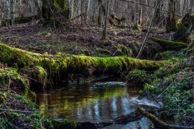 Ormanda nehri olan güzel bir manzara.