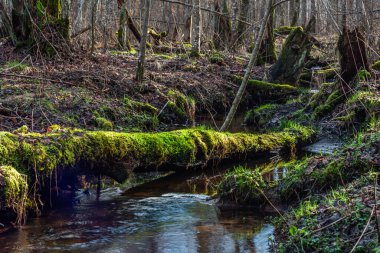 Güzel orman nehri ve dağın arka planında yeşil yapraklar.