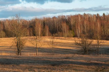 autumn landscape with a trees and blue sky 