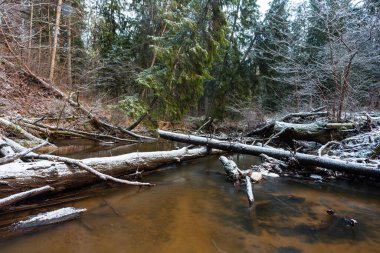 Kış ormanında güzel bir nehir