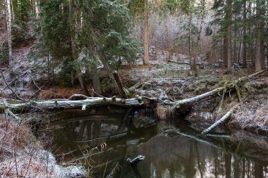 Kış ormanında güzel bir nehir