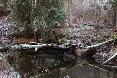 Kış ormanında güzel bir nehir