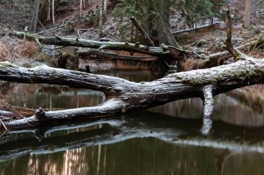 Kış ormanında güzel bir nehir