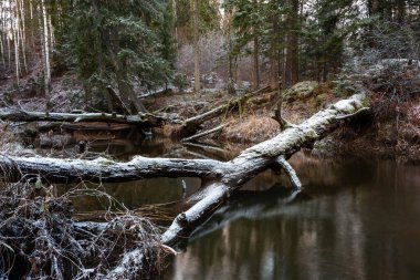 Kış ormanında güzel bir nehir