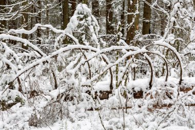 Ormanda karla kaplı ağaçlar 