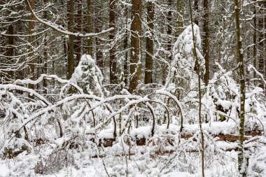 Ormanda karla kaplı ağaçlar 