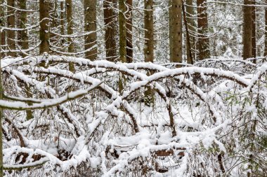 Ormanda karla kaplı ağaçlar 