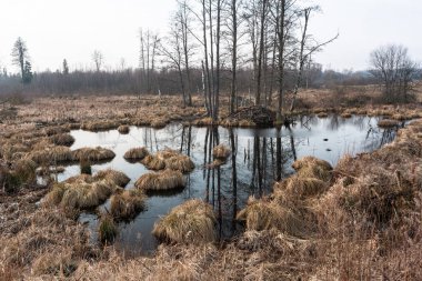 Sonbahar ormanında güzel bir nehir