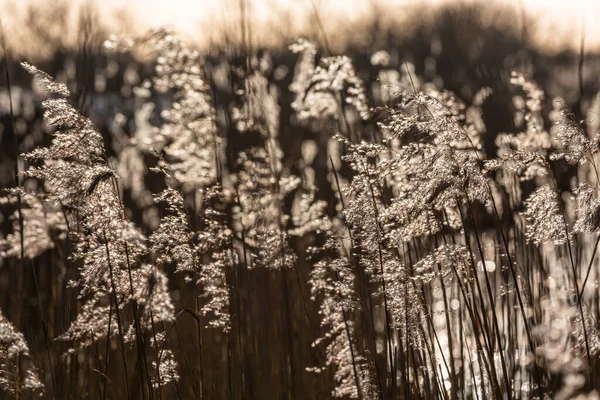 Field Rye Grass Sun — 스톡 사진