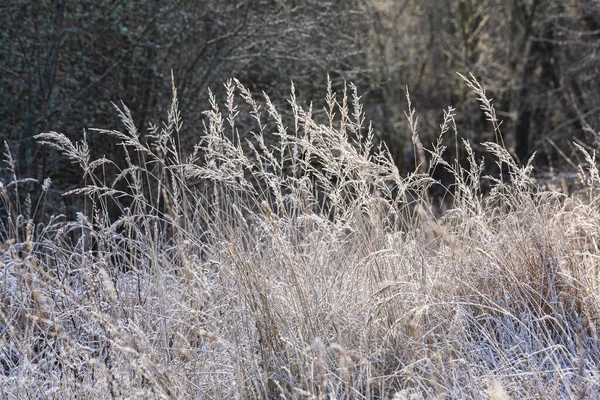 Bevroren Droog Gras Winter — Stockfoto