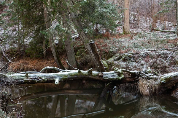 Kış ormanında güzel bir nehir