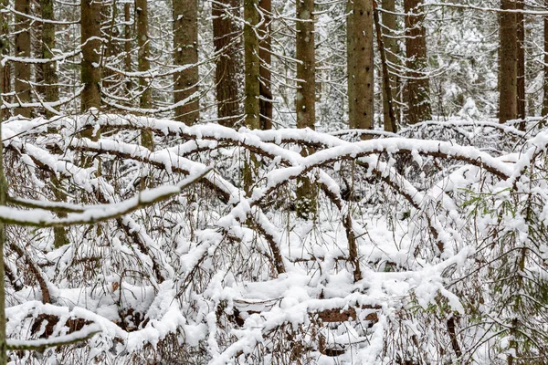 Ormanda karla kaplı ağaçlar 