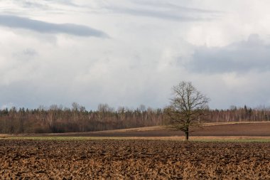Kırsal alanda yeşil alan, doğa serisi. 
