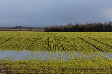 Yeşil bitkiler ve mavi gökyüzü.
