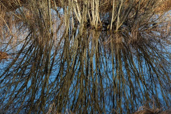 Prachtig Uitzicht Meer Natuurlijk Bos — Stockfoto