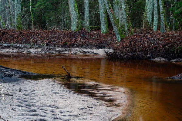 Hermoso Río Bosque — Foto de Stock