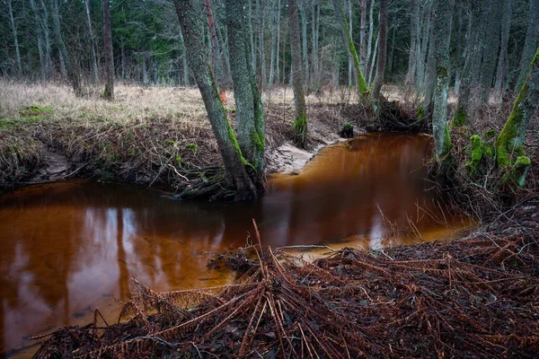 Hermoso Río Bosque — Foto de Stock