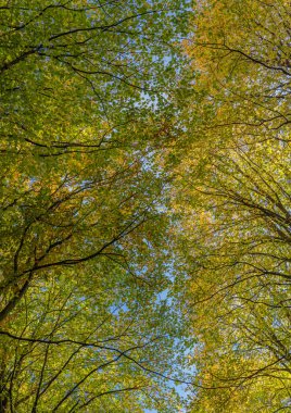 Çok renkli ağaç yaprağı, dalları sonbahar renklerine bürünmüş..