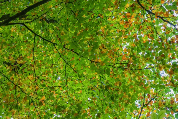 Wielokolorowy Baldachim Liściasty Gałęziami Wznoszącymi Się Kolorach Jesiennych — Zdjęcie stockowe