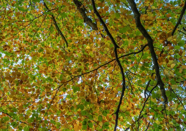 Toldo Hojas Árbol Multicolor Con Ramas Mirando Hacia Arriba Con —  Fotos de Stock