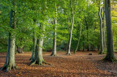 Yeşil yapraklı sonbahar ormanı ve ağaçların arasında iz bırakarak yere düştü..