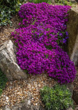 Koyu pembe çiçek, büyük taşlar ve çakıl tabanlı alp tarzı bir kayalıktan aşağı yuvarlanıyor..