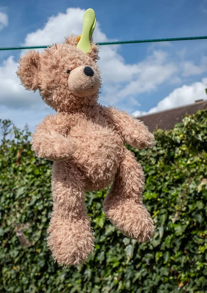 一只棕色的泰迪熊抱着玩具挂在晾衣绳上 只有一个钉子 有绿色的树篱背景 — 图库照片