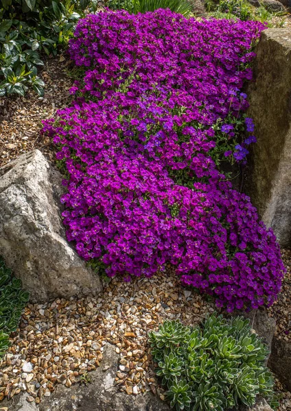 Koyu pembe çiçek, büyük taşlar ve çakıl tabanlı alp tarzı bir kayalıktan aşağı yuvarlanıyor..