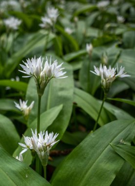 Yeşil yapraklı arka planda beyaz sarımsaklı çiçekler..