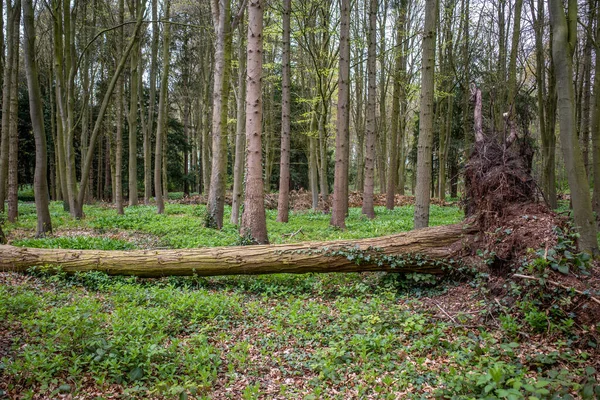 Arka planda diğer ayakta duran ağaçlarla birlikte bir ormanlık alanda kökleri olan büyük bir ağaç..