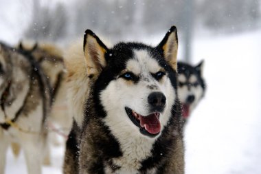 Dog in the snow in France
