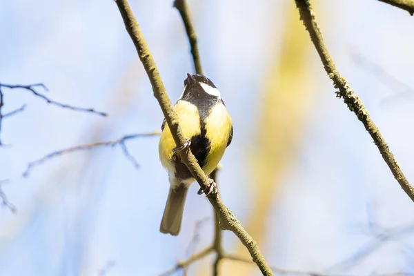 Little yellow bird in the summer — Stock Photo, Image