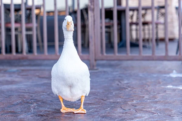 Portrait of a goose in the United States of America — стокове фото