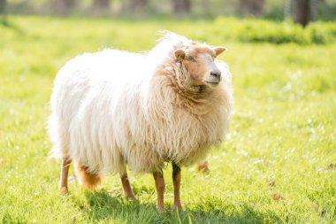 Sheep in the spring in the Netherlands
