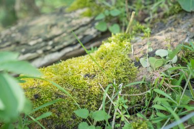 Moss on a tree in the Netherlands