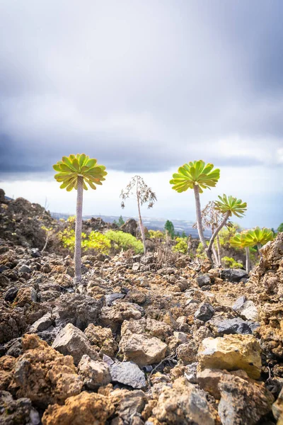 The Vulcano El Teide at Tenerife — Stock Photo, Image