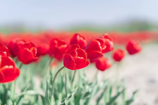 Tulpen in Nederland in het voorjaar — Stockfoto