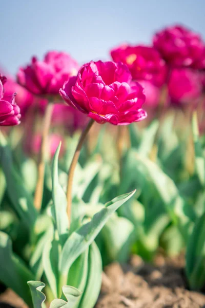 Tulipány v Nizozemsku na jaře — Stock fotografie