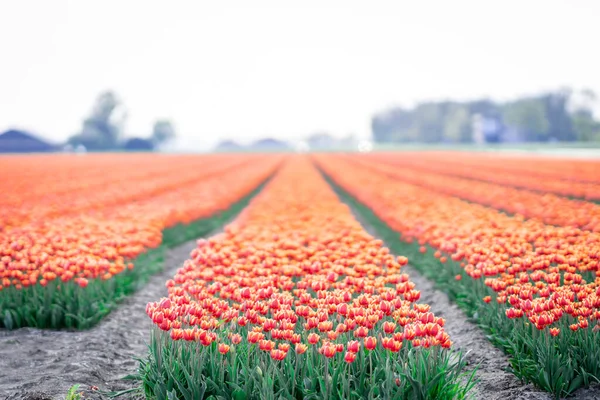 Baharda Hollanda 'da laleler