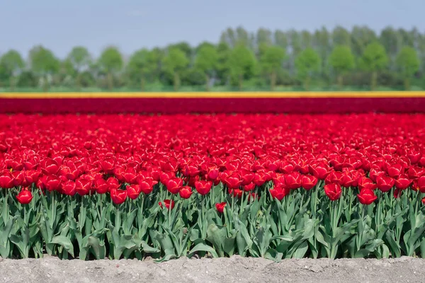 Tulips in the Netherlands in the spring — Stockfoto