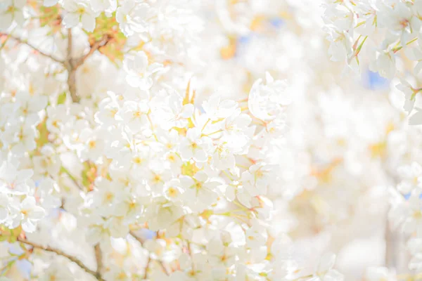 Biały kwiat w lecie — Zdjęcie stockowe