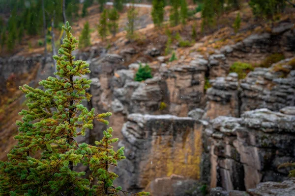 Borovice v dešti v horách v národním parku Yellowstone — Stock fotografie