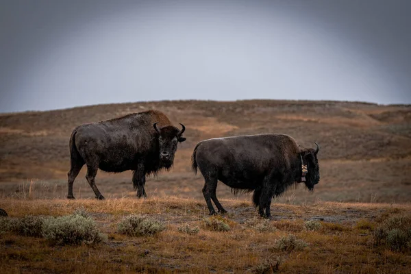 Bisons in the wild en el Parque Nacional de Yellowstone en los Estados Unidos — Foto de Stock