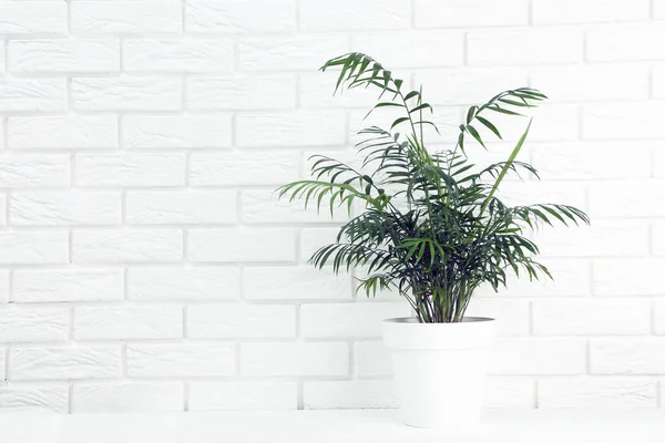 Groene Plant Witte Pot Bakstenen Muur Achtergrond — Stockfoto