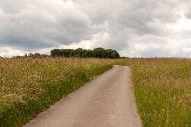 Buğday tarlalarının ortasında boş dar asfalt yolu