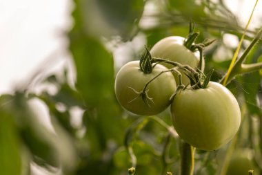 Bir demet olgunlaşmamış domates bir bitkinin dalında asılı.