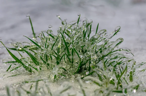 Rumput Hijau Yang Dingin Ditutupi Dengan Dalam Salju Yang Parah — Stok Foto