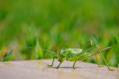Büyük yeşil böcek, tarımsal ekin haşeresi. Yakın plan çekirge.
