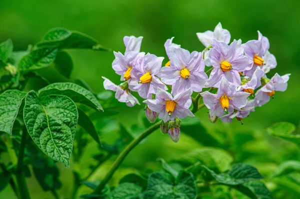 Güzel Pembe Patates Çiçekleri Kapanıyor — Stok fotoğraf