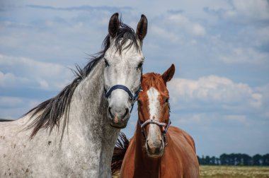 Çürüyen ve kahverengi atlar gökyüzüne yakın.